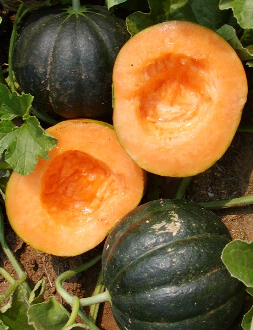 melon-noir-des-carmes