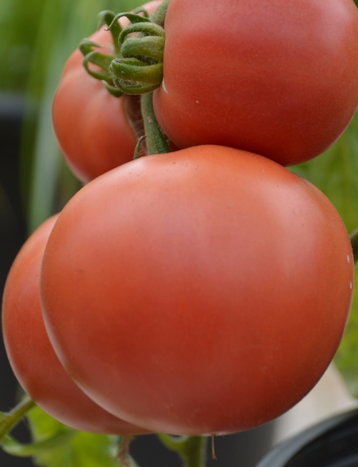 tomate-rose-aimee